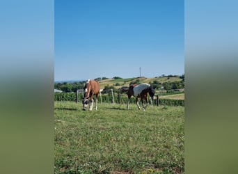 Sonstige Rassen, Wallach, 7 Jahre