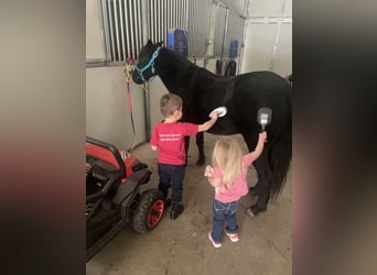 Sonstige Rassen, Wallach, 7 Jahre, Rappe