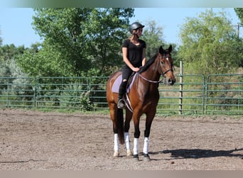 Sonstige Rassen, Wallach, 7 Jahre, Rotbrauner