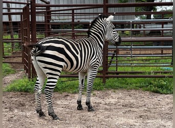 Sonstige Rassen, Wallach, 8 Jahre, 122 cm, Rappe