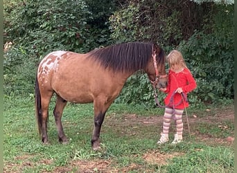 Sonstige Rassen Mix, Wallach, 8 Jahre, 125 cm, Schecke