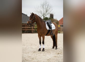 Sonstige Rassen, Wallach, 8 Jahre, 129 cm, Brauner