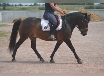 Sonstige Rassen, Wallach, 8 Jahre, 140 cm, Brauner