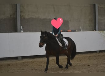 Sonstige Rassen, Wallach, 8 Jahre, 140 cm, Brauner