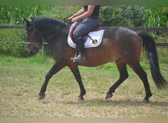 Sonstige Rassen, Wallach, 8 Jahre, 140 cm, Brauner