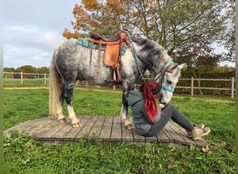 Sonstige Rassen, Wallach, 8 Jahre, 142 cm, Apfelschimmel