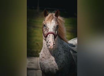 Sonstige Rassen, Wallach, 8 Jahre, 147 cm, Tigerschecke