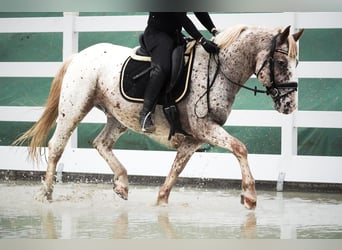 Sonstige Rassen, Wallach, 8 Jahre, 147 cm, Tigerschecke