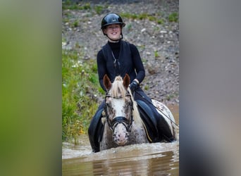 Sonstige Rassen, Wallach, 8 Jahre, 147 cm, Tigerschecke