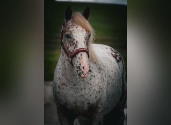 Sonstige Rassen, Wallach, 8 Jahre, 147 cm, Tigerschecke