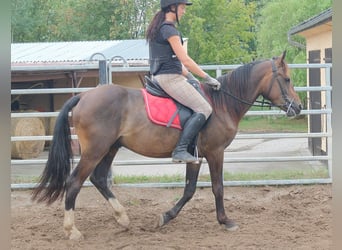 Sonstige Rassen, Wallach, 8 Jahre, 148 cm, Dunkelbrauner