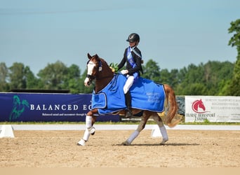 Sonstige Rassen, Wallach, 8 Jahre, 148 cm, Dunkelfuchs