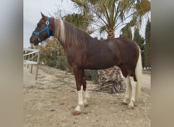 Sonstige Rassen Mix, Wallach, 8 Jahre, 149 cm, Overo-alle-Farben