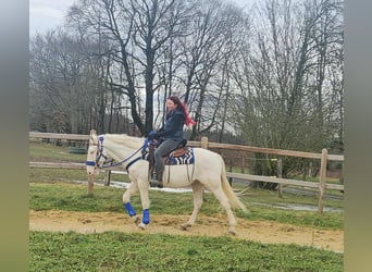 Sonstige Rassen, Wallach, 8 Jahre, 153 cm, Cremello