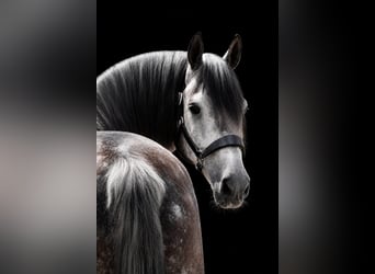 Sonstige Rassen, Wallach, 8 Jahre, 157 cm, Rappschimmel