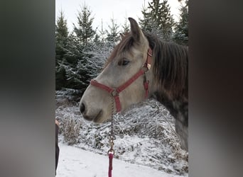 Sonstige Rassen Mix, Wallach, 8 Jahre, 158 cm, Apfelschimmel