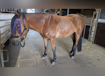 Sonstige Rassen, Wallach, 8 Jahre, 158 cm, Brauner