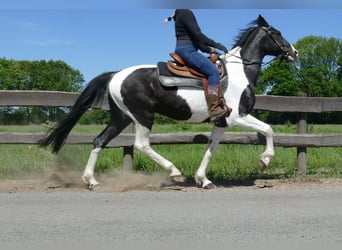 Sonstige Rassen, Wallach, 8 Jahre, 158 cm, Schecke