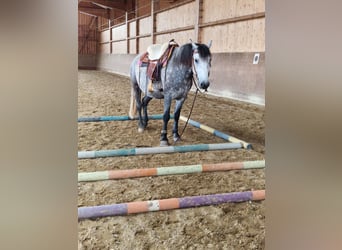 Sonstige Rassen Mix, Wallach, 8 Jahre, 159 cm, Apfelschimmel