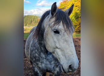 Sonstige Rassen Mix, Wallach, 8 Jahre, 159 cm, Apfelschimmel