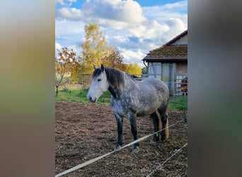 Sonstige Rassen Mix, Wallach, 8 Jahre, 159 cm, Apfelschimmel