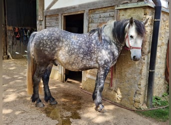 Sonstige Rassen Mix, Wallach, 8 Jahre, 159 cm, Apfelschimmel