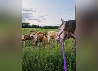 Sonstige Rassen Mix, Wallach, 8 Jahre, 159 cm, Apfelschimmel