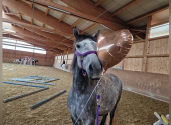 Sonstige Rassen Mix, Wallach, 8 Jahre, 159 cm, Apfelschimmel