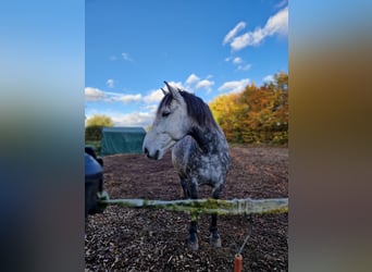 Sonstige Rassen Mix, Wallach, 8 Jahre, 159 cm, Apfelschimmel