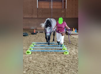 Sonstige Rassen Mix, Wallach, 8 Jahre, 159 cm, Apfelschimmel