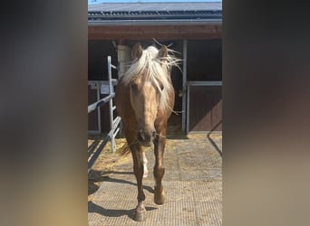 Sonstige Rassen Mix, Wallach, 8 Jahre, 160 cm, Palomino