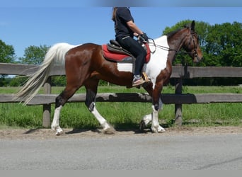 Sonstige Rassen, Wallach, 8 Jahre, 161 cm, Schecke