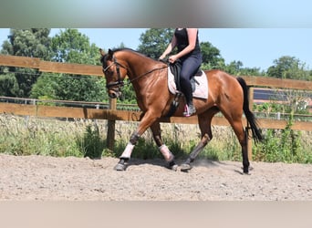 Sonstige Rassen, Wallach, 8 Jahre, 162 cm, Brauner