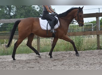 Sonstige Rassen, Wallach, 8 Jahre, 162 cm, Brauner