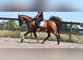 Sonstige Rassen, Wallach, 8 Jahre, 162 cm, Brauner