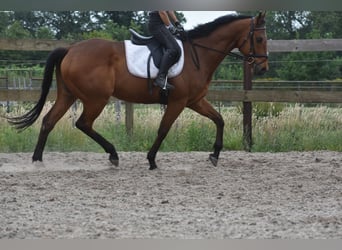 Sonstige Rassen, Wallach, 8 Jahre, 162 cm, Brauner