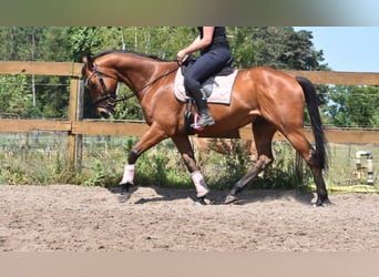 Sonstige Rassen, Wallach, 8 Jahre, 162 cm, Brauner