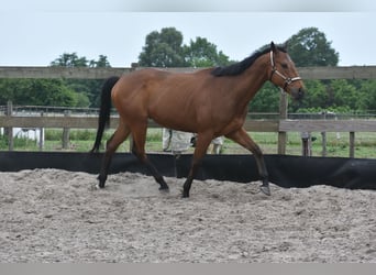 Sonstige Rassen, Wallach, 8 Jahre, 162 cm, Brauner