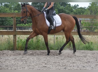 Sonstige Rassen, Wallach, 8 Jahre, 162 cm, Brauner