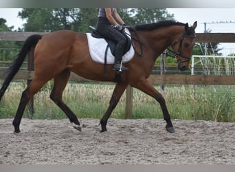 Sonstige Rassen, Wallach, 8 Jahre, 162 cm, Brauner