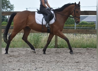 Sonstige Rassen, Wallach, 8 Jahre, 162 cm, Brauner