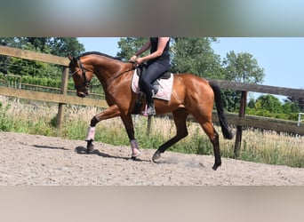 Sonstige Rassen, Wallach, 8 Jahre, 162 cm, Brauner