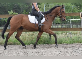 Sonstige Rassen, Wallach, 8 Jahre, 162 cm, Brauner