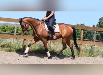 Sonstige Rassen, Wallach, 8 Jahre, 162 cm, Brauner