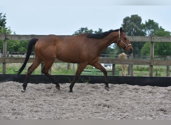 Sonstige Rassen, Wallach, 8 Jahre, 162 cm, Brauner