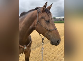 Sonstige Rassen Mix, Wallach, 8 Jahre, 163 cm, Brauner