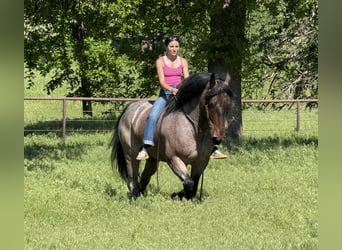 Sonstige Rassen, Wallach, 8 Jahre, 163 cm, Roan-Bay