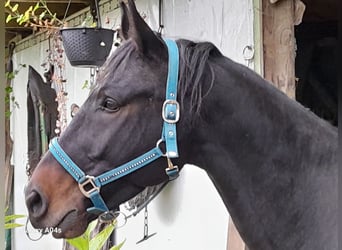 Sonstige Rassen Mix, Wallach, 8 Jahre, 164 cm, Dunkelbrauner