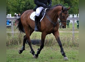 Sonstige Rassen, Wallach, 8 Jahre, 165 cm, Brauner