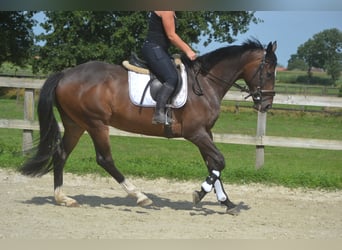 Sonstige Rassen, Wallach, 8 Jahre, 165 cm, Dunkelbrauner